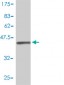 ISG20 Antibody (monoclonal) (M01)